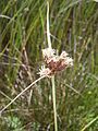 Bolboschoenus maritimus