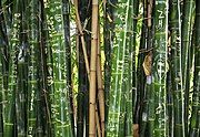 Carvings on bamboo, Australia