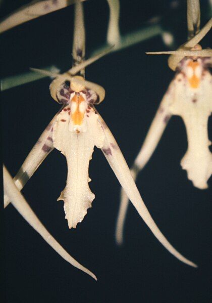 File:Brassia lanceana Lindley-02.jpg