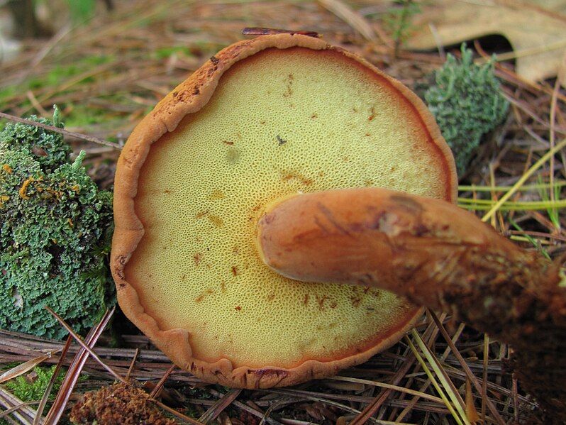 File:Buchwaldoboletus lignicola 102705.jpg