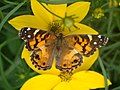 Adult resting on a flower