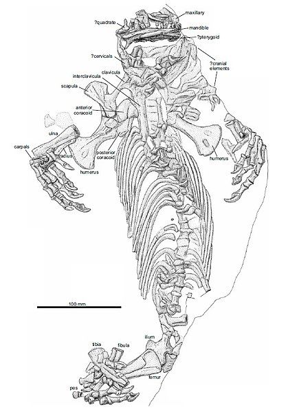 File:Callibrachion gaudryi 4.jpg