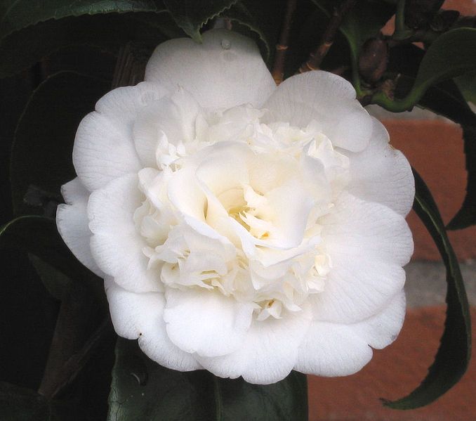 File:Camellia japonica 'Nobilissima'.jpg