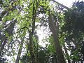 Trees at Capilano River Regional Park.