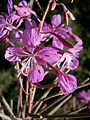 Chamaenerion angustifolium close-up