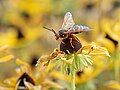 Image 83Eastern cicada killer perched on a black-eyed susan