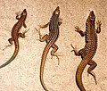 3 whiptail species of lizards