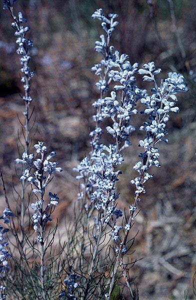 File:Conospermum brachyphyllum.jpg