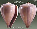 Conus patricius Hinds, R.B., 1843