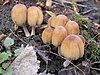 Mica cap (Coprinellus micaceus)