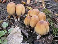 Several Coprinus micaceus fruit bodies