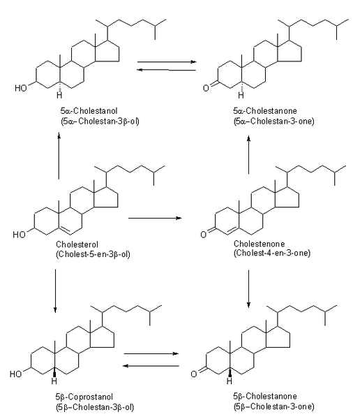 File:Coprostanol formation.png