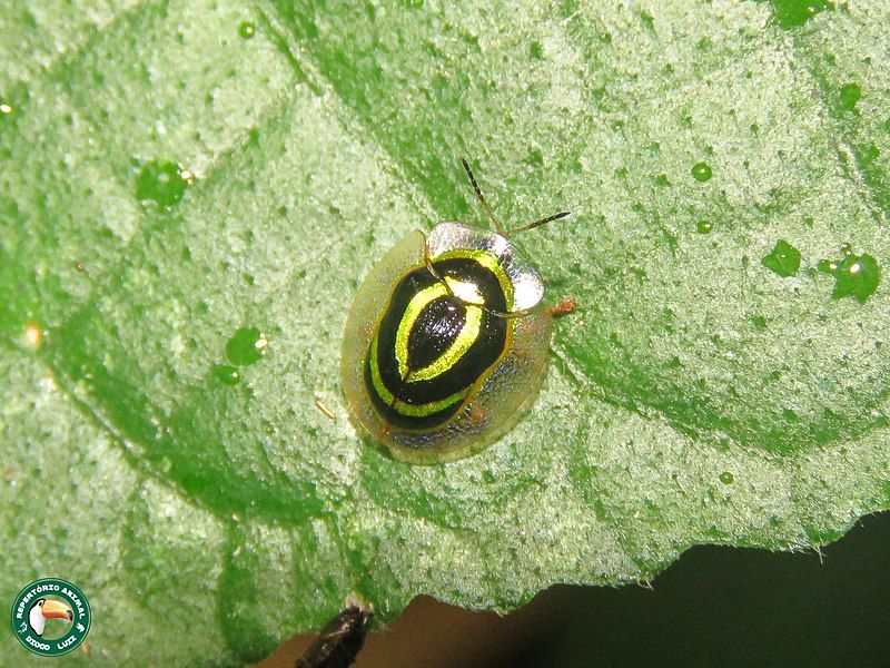 File:Coptocycla lunifera.jpg