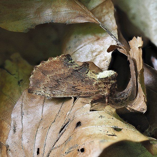 File:Coxcomb Prominent moth.jpg