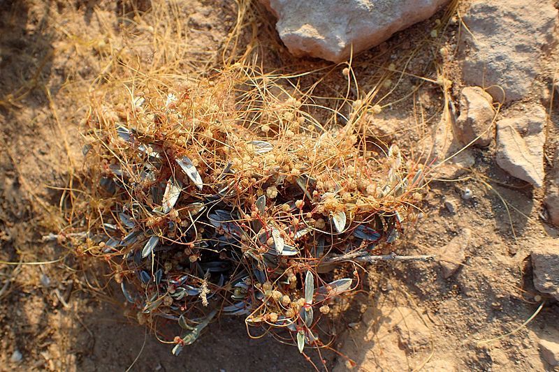 File:Cuscuta palaestina kz1.jpg