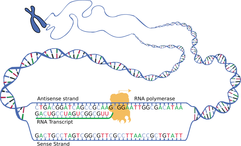 File:DNA transcription.svg