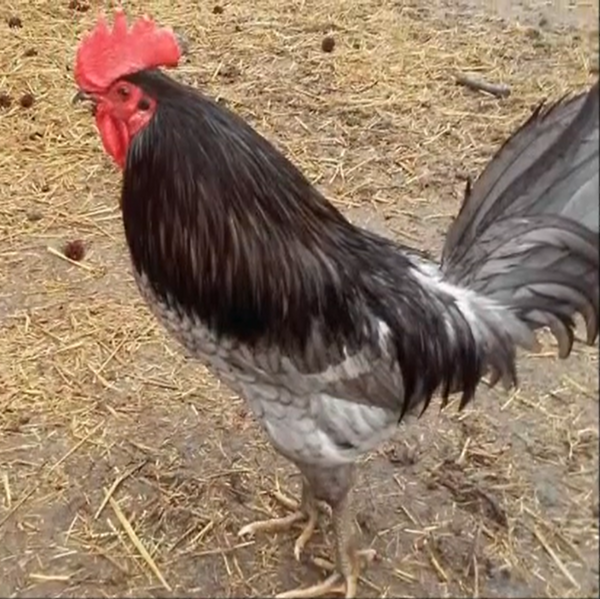 File:Delaware Blue rooster.png