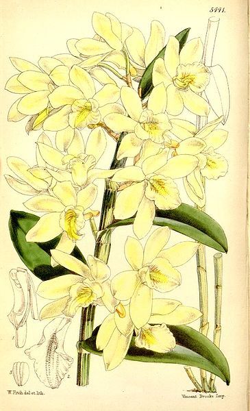 File:Dendrobium luteolum.jpg