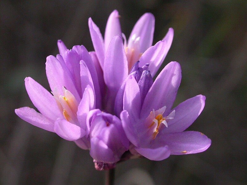 File:Dichelostemma capitatum 2003-02-04.jpg