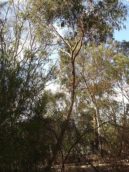 File:Eucalyptus macroryhncha.jpg