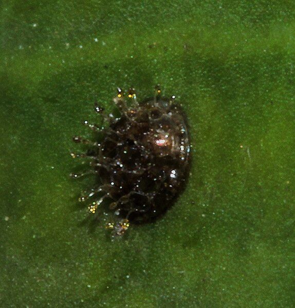 File:Euthalia lubentina egg.JPG