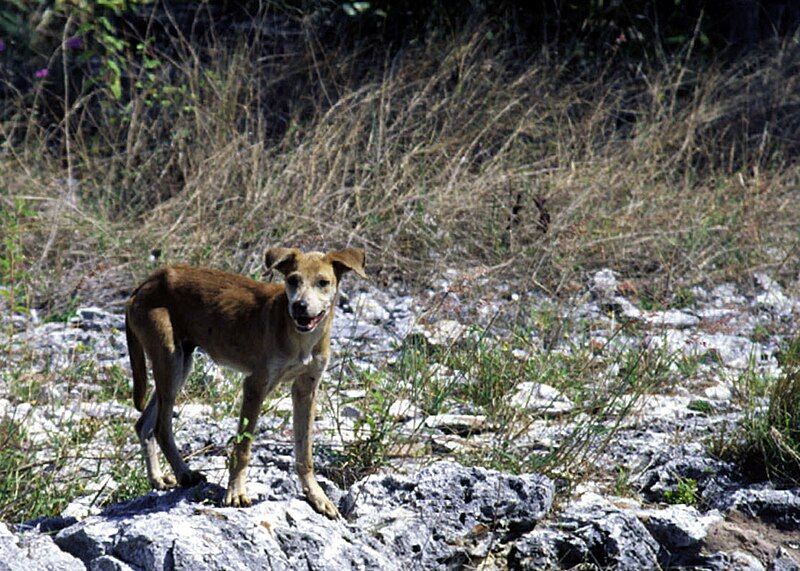 File:Feral Dog.jpg