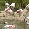 Greater Flamingo which visits in large flocks of over 1000 individuals, from Rann of Kutch of India