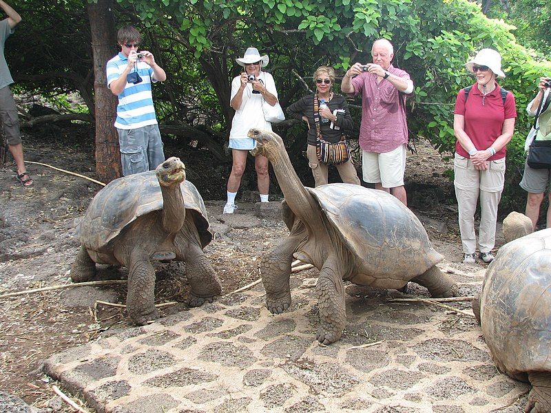 File:GalapagosTortoiseTourists.jpg