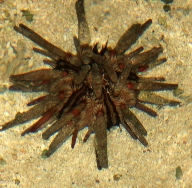 File:Gfp-state-pencil-sea-urchin.jpg