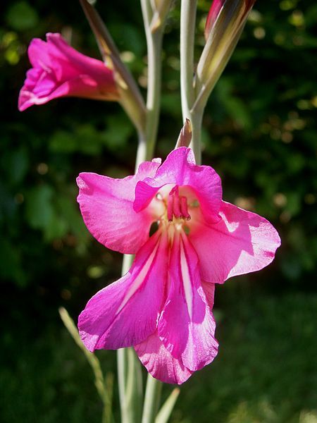 File:Gladiolus byzantinus flower.jpg