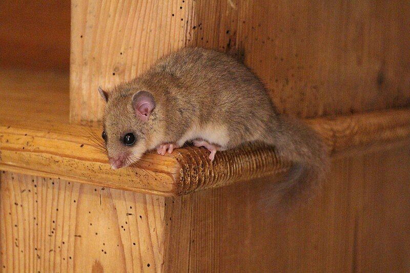 File:Glis glis Haut-Doubs.jpg