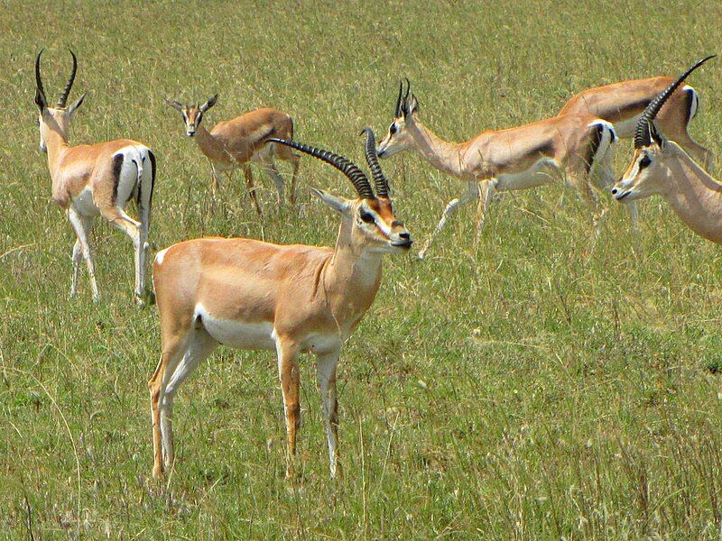 File:Grant's Gazelles, Serengeti.jpg