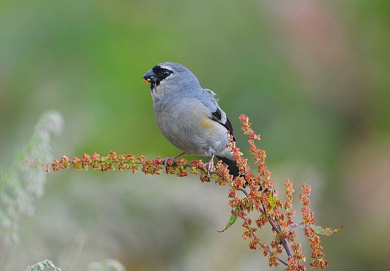 File:Grey-headed Bullfinch.jpg