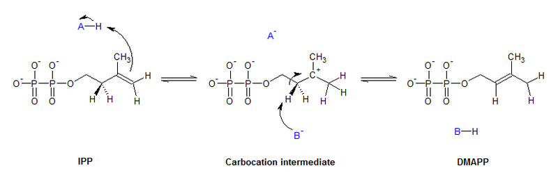 File:IPP isomerase mechanism.png