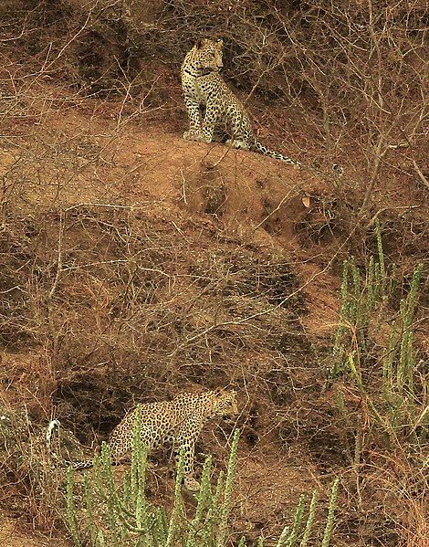 File:JAWAI BERA LEOPARD.5.jpg