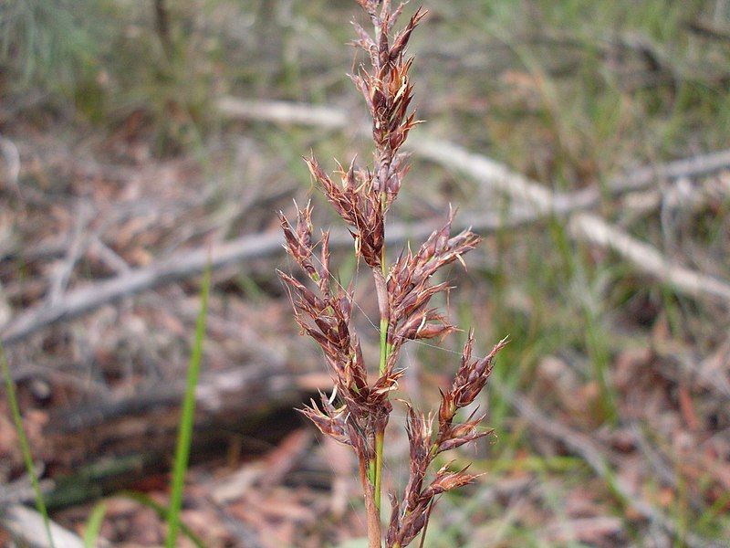 File:Lepidosperma concavum 1.jpg