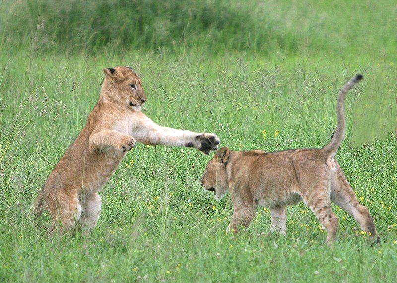 File:Lion cubs Serengeti.jpg