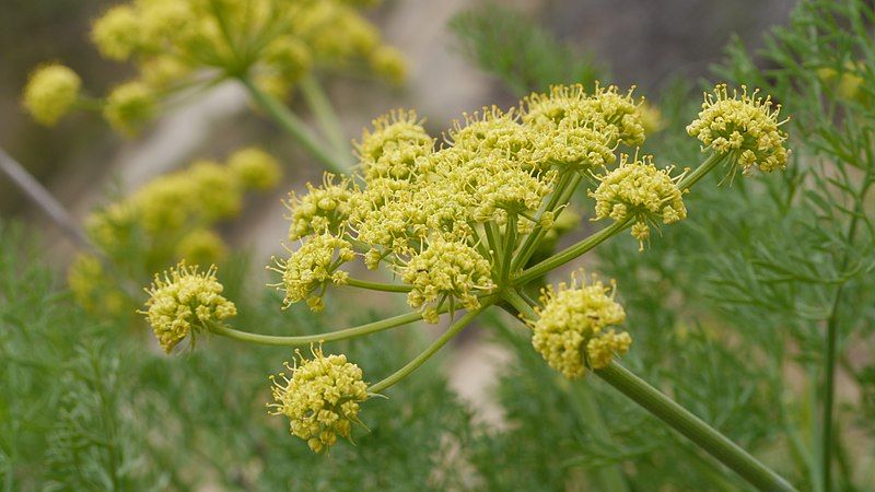 File:Lomatium thompsonii 11.jpg