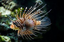 (Antennata Lionfish)