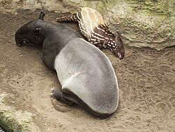 Malayan tapir (with calf)