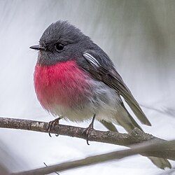 Rose Robin (male)