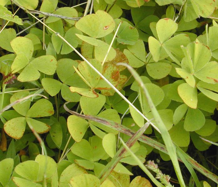 File:Marsilea Hawaii.jpg