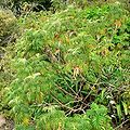 Melianthus comosus