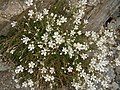 Cherleria laricifolia