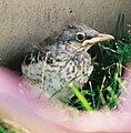 Baby Northern Mockingbird.