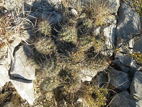 Plant growing in Mina, Nuevo Leon