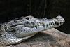 New Guinea crocodile