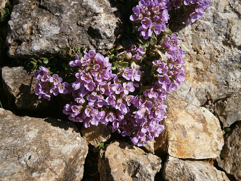 File:Noccaea rotundifolia 002.jpg