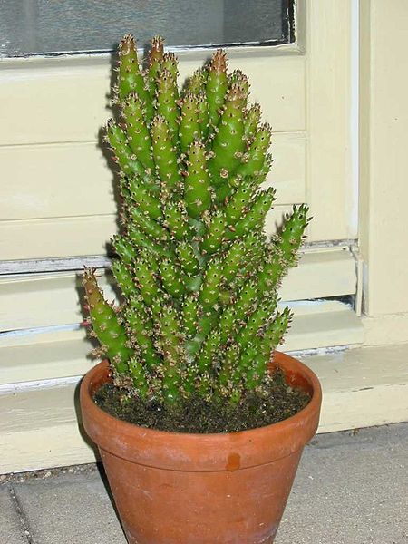 File:Opuntia1.JPG