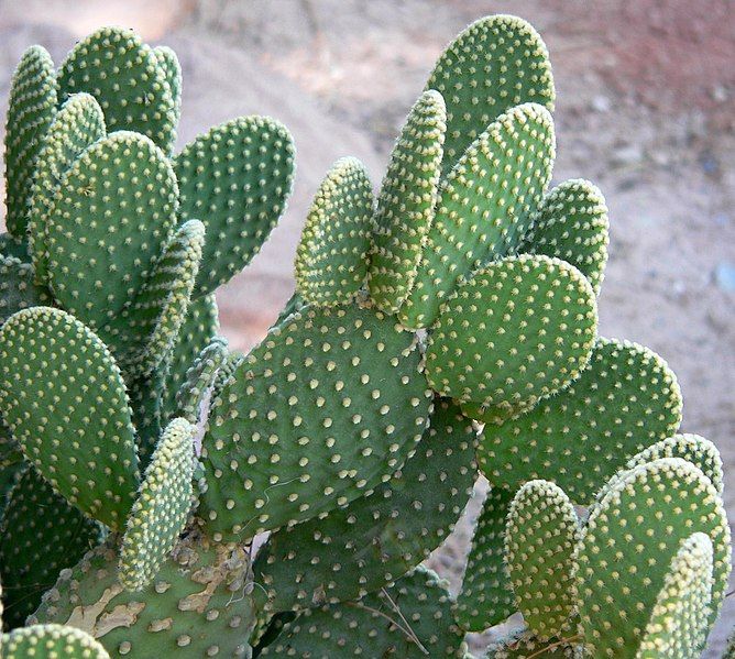 File:Opuntia microdasys 3.jpg